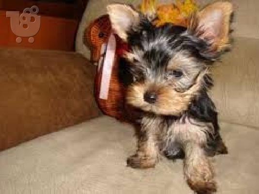 PoulaTo: X μαζικά κουτάβια Yorkie